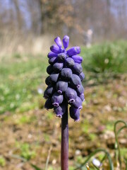 Muscari neglectum