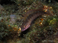 Malacoctenus macropus
