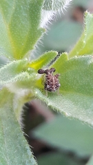Cyphonia clavigera