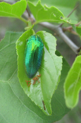Acmaeodera