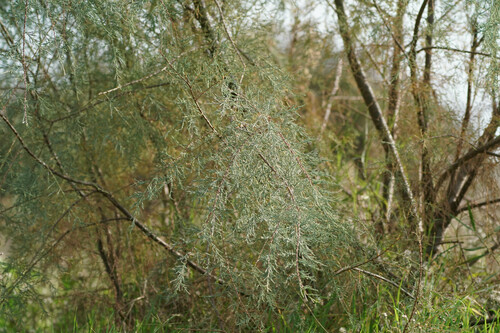 Tamarix dalmatica, photograph 4