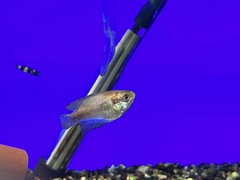 Brachygobius doriae