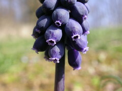 Muscari neglectum