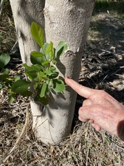 Fraxinus berlandieriana