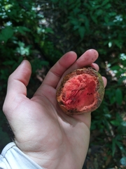 Sapotaceae