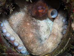 Octopus americanus