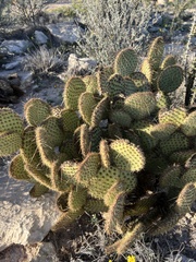 Opuntia strigil