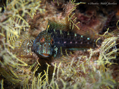 Parablennius marmoreus