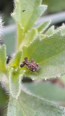 Cyphonia clavigera