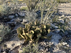 Opuntia strigil