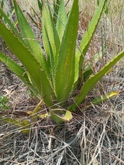 Furcraea andina