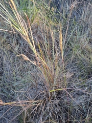 Themeda triandra