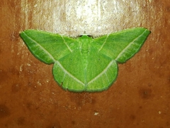 Dichorda rectaria