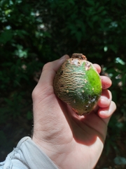 Sapotaceae