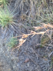 Themeda triandra