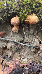 Calostoma ravenelii