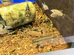Yasuhikotakia morleti