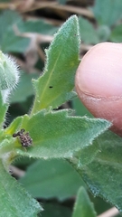 Cyphonia clavigera