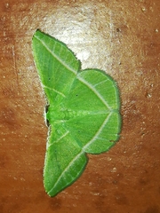 Dichorda rectaria