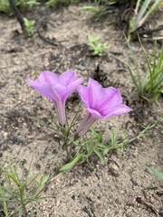 Ipomoea bolusiana