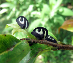Membracis foliatafasciata