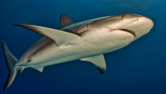 Carcharhinus perezii