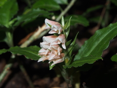 Goodyera foliosa laevis