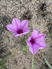 Ipomoea bolusiana