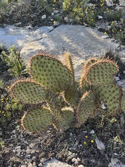 Opuntia strigil