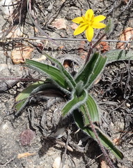 Hypoxis stellipilis