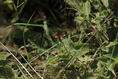 Lopezia racemosa