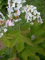 Hydrangea quercifolia