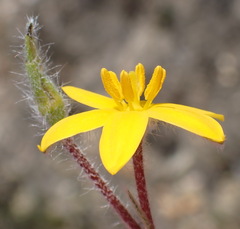 Hypoxis stellipilis
