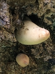 Cryptoporus volvatus