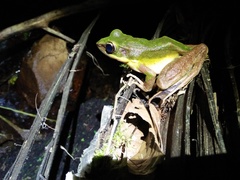 Odorrana hosii
