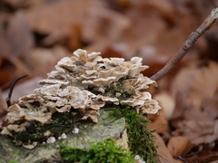 Trametes ochracea