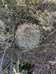 Echinocactus horizonthalonius