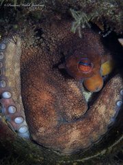 Octopus americanus