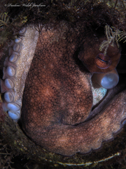 Octopus americanus