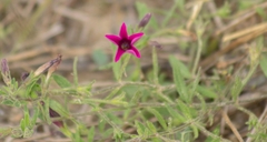 Petunia integrifolia