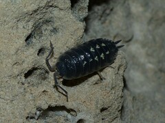 Porcellio ornatus