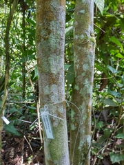 Cordia nodosa