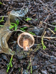 Lactarius aurantiosordidus