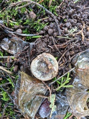 Lactarius aurantiosordidus