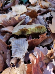 Xerocomellus chrysenteron