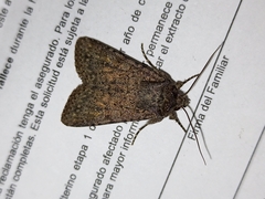 Noctuinae