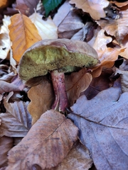 Xerocomellus chrysenteron