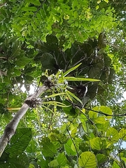 Cordia nodosa