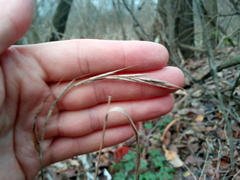 Brachypodium sylvaticum sylvaticum