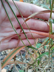 Brachypodium sylvaticum sylvaticum